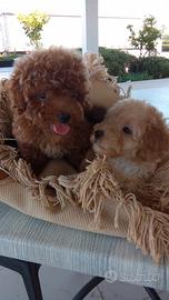 Barboncini mini Toy e toy