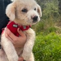 Cucciolo 60 giorni futura taglia medio grande