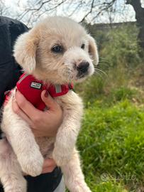 Cucciolo 60 giorni futura taglia medio grande