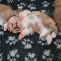 Cuccioli di AKITA Lombardia Como e Monza