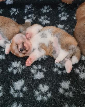 Cuccioli di AKITA Lombardia Como e Monza