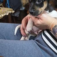 Jack Russell terrier