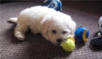 Maltese toy