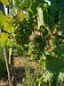 pieris-terreno-agricolo-c-a-14-600-mq