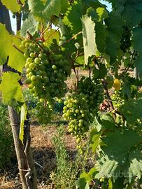 Pieris terreno agricolo c.a. 14.600 mq