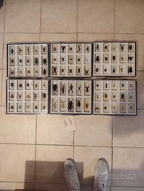 Insetti da collezione