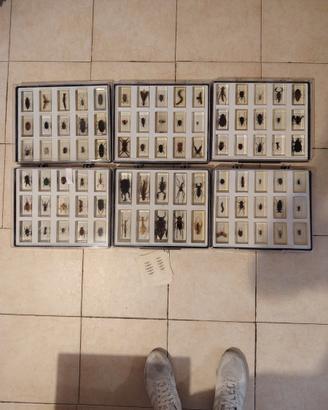 Insetti da collezione