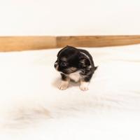 Cucciolo chihuahua pelo lungo