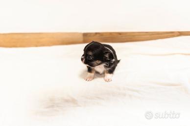 Cucciolo chihuahua pelo lungo