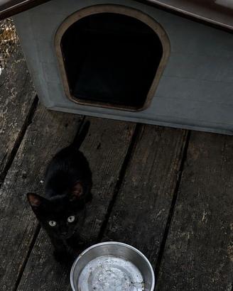 Gattini adorabili
