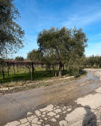 Terreno agricolo