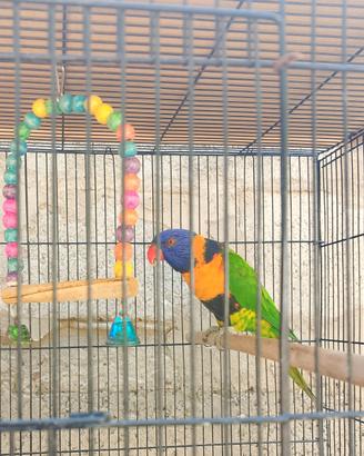 Lory arcobaleno 3