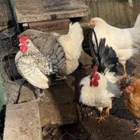 Galline Chabo Ornamentali