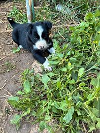 Cuccioli border collie