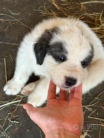 Cucciolo cane