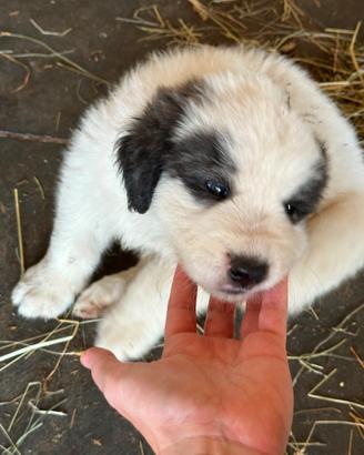 Cucciolo cane