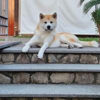 Akita inu