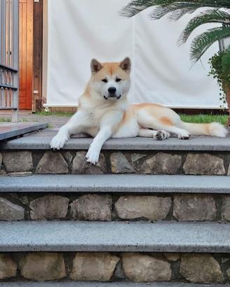 Akita inu