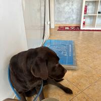 Labrador femmina cioccolato