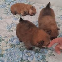 Cuccioli di spitz pomerania mini toy