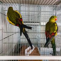 Parrocchetto coda nera coppia pappagalli