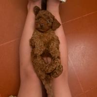 Barboncina toy/mini toy red