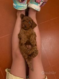 Barboncina toy/mini toy red