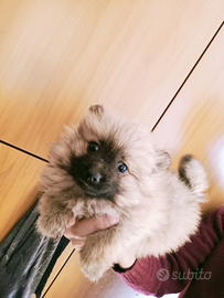 Spitz di pomerania toy