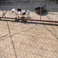 Cuccioli di jack Russell