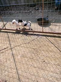 Cuccioli di jack Russell