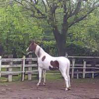 Cavallo pezzato 6 anni