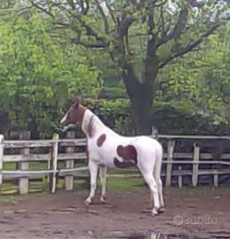 Cavallo pezzato 6 anni