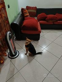 Cane di piccola taglia