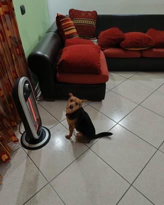 Cane di piccola taglia