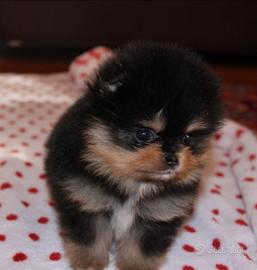 Spitz di Pomerania toy