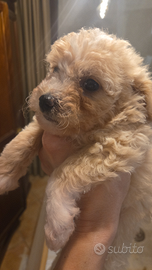 Cuccioli Maltipoo