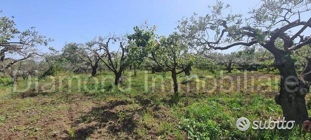 Terreno agricolo 3.200mq zona doc a castiglione - Vista 3