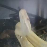 Boa constrictor albino