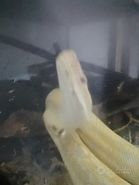 Boa constrictor albino