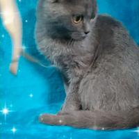 Gattina scottish fold blu 6 m