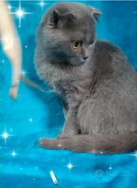 Gattina scottish fold blu 6 m