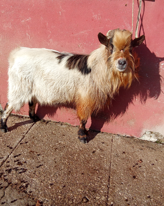 Capra