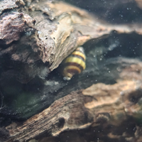 Lumache killer carnivore Anentome Helena