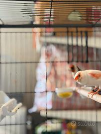 Canarina rosso mosaico e cardellino major