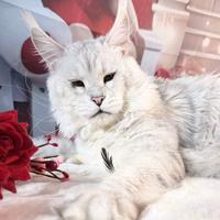 LEGGERE TUTTO Maine Coon Shaded TOP e big