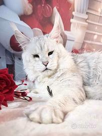 LEGGERE TUTTO Maine Coon Shaded TOP e big