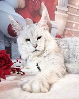 LEGGERE TUTTO Maine Coon Shaded TOP e big