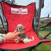 Maschio Chihuahua Spitz