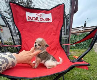 Maschio Chihuahua Spitz