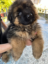 Cucciolo pastore tedesco pelo lungo